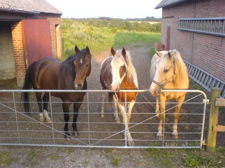 Welsh Cob (sec D) Lonestar "solgt" - Mulle, Naome og Coco på sommerfold ;) billede 8