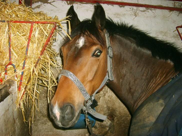 Welsh Cob (sec D) Lonestar "solgt" - Mulle ;) billede 9