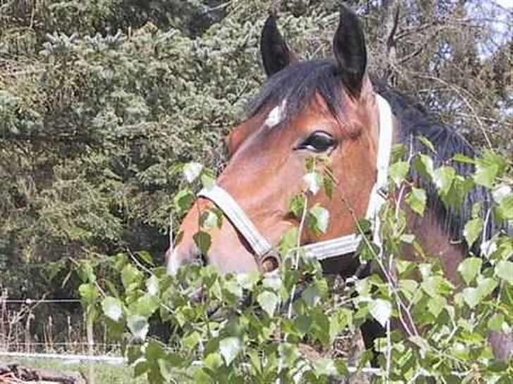 Welsh Cob (sec D) Lonestar "solgt" - MULLE <3 billede 10