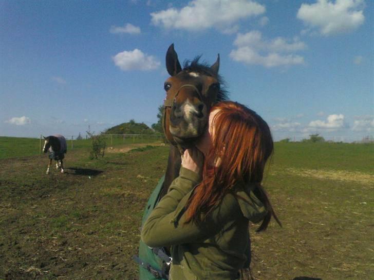 Welsh Cob (sec D) Lonestar "solgt" - Jeg kysser Mulle ;D billede 11