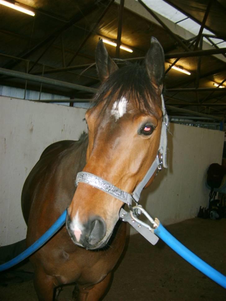 Welsh Cob (sec D) Lonestar "solgt" - Mulle på staldgangen<3 billede 12