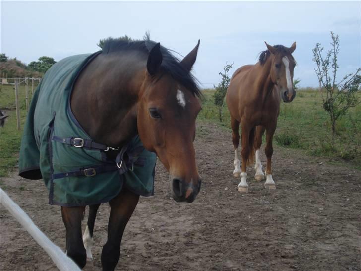 Welsh Cob (sec D) Lonestar "solgt" - Mulle og Pulle på folden ;) billede 13