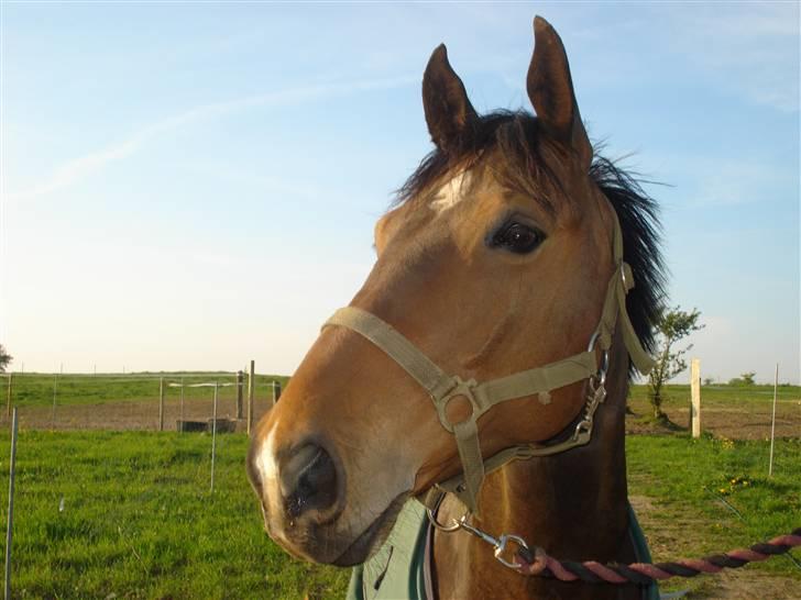 Welsh Cob (sec D) Lonestar "solgt" - Mulle står på folden :) billede 14