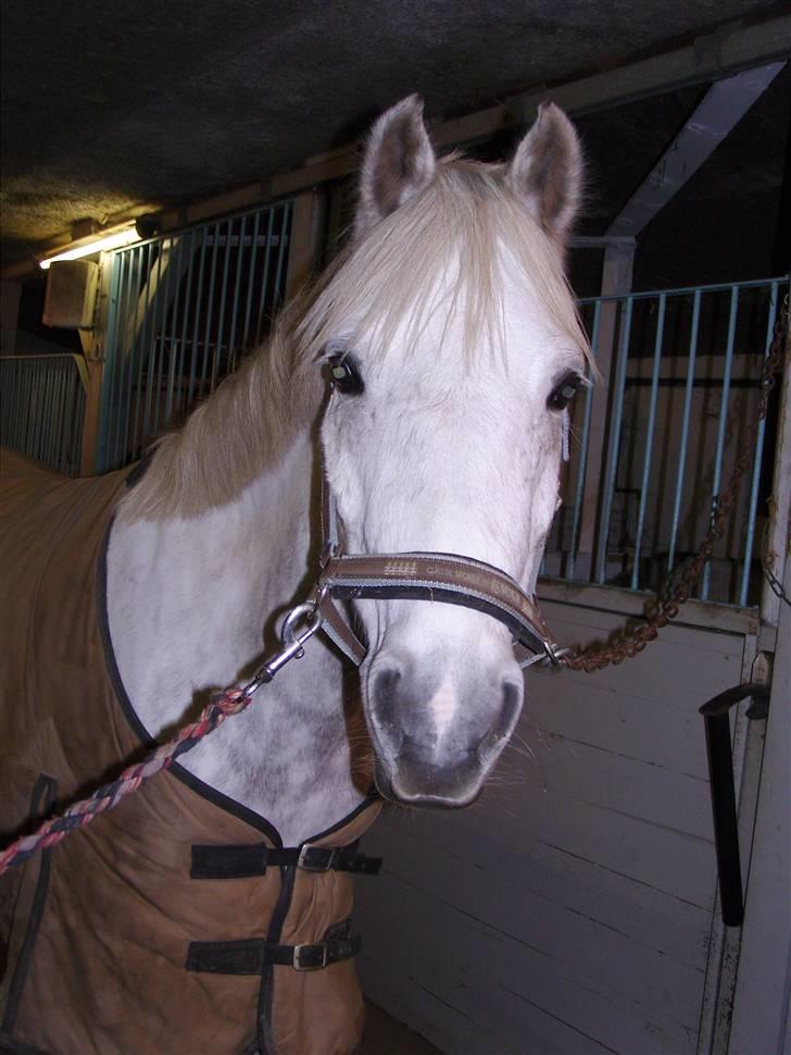 Tysk Sportspony Baloo **SOLGT** - Velkommen til Baloo´s profil. billede 1