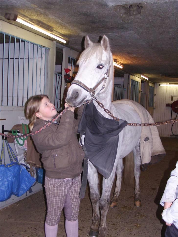 Tysk Sportspony Baloo **SOLGT** - Beautyboy skal gøres klar til vores træning. billede 4