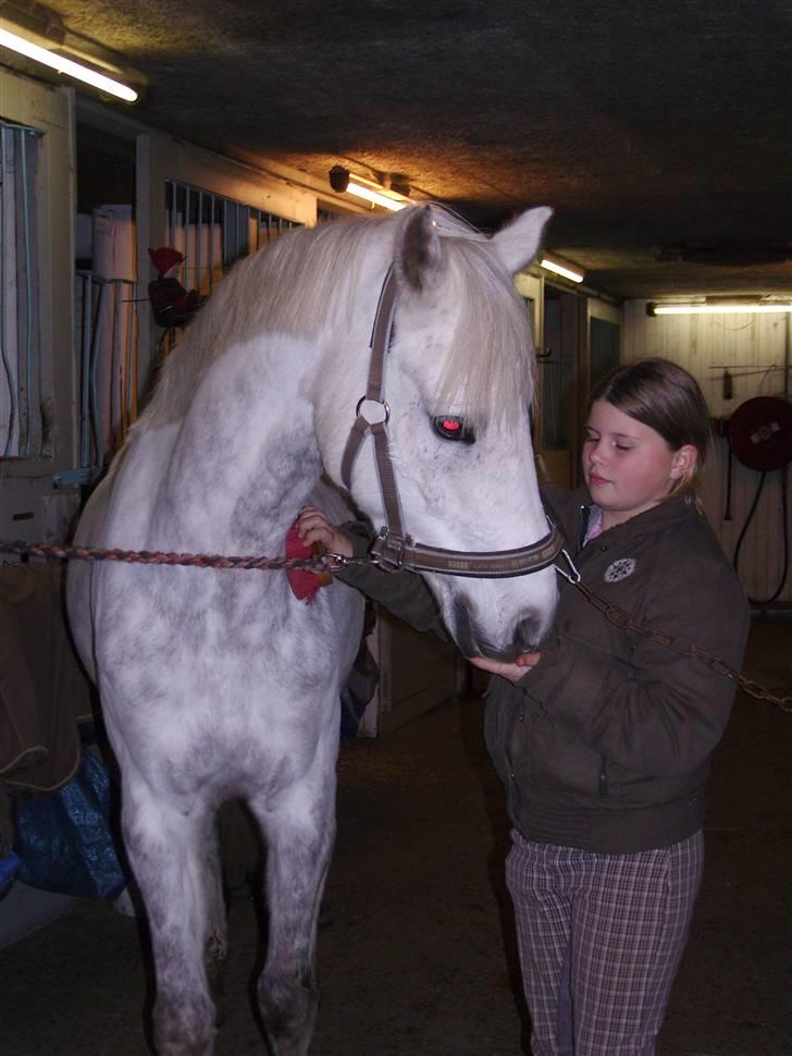 Tysk Sportspony Baloo **SOLGT** - Elsker dig bare billede 5