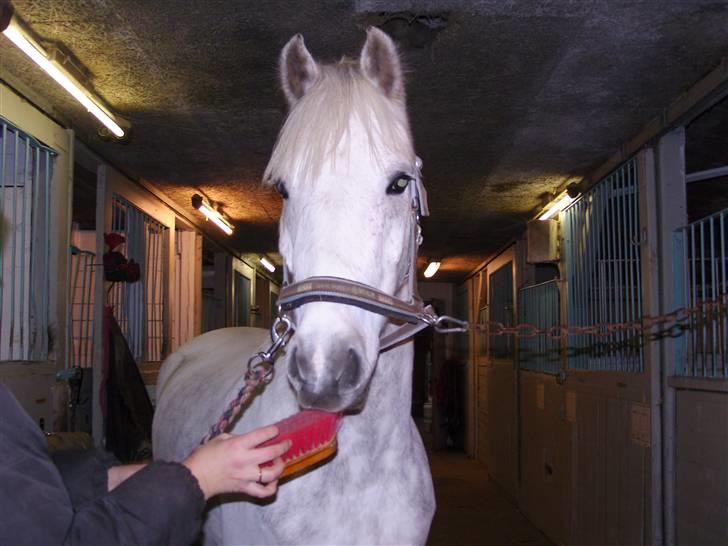 Tysk Sportspony Baloo **SOLGT** - her værsgo spis en lækker strigle uhmm billede 6