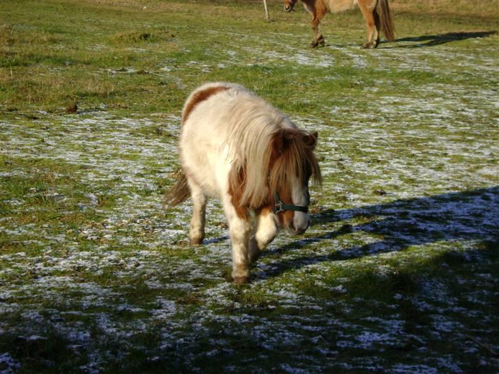 Miniature Indi - Indi på folden billede 10
