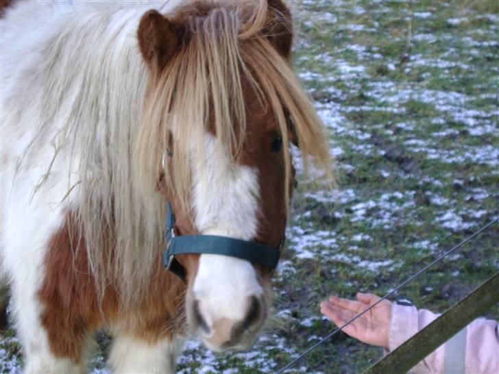 Miniature Indi - Se lige mig! billede 11