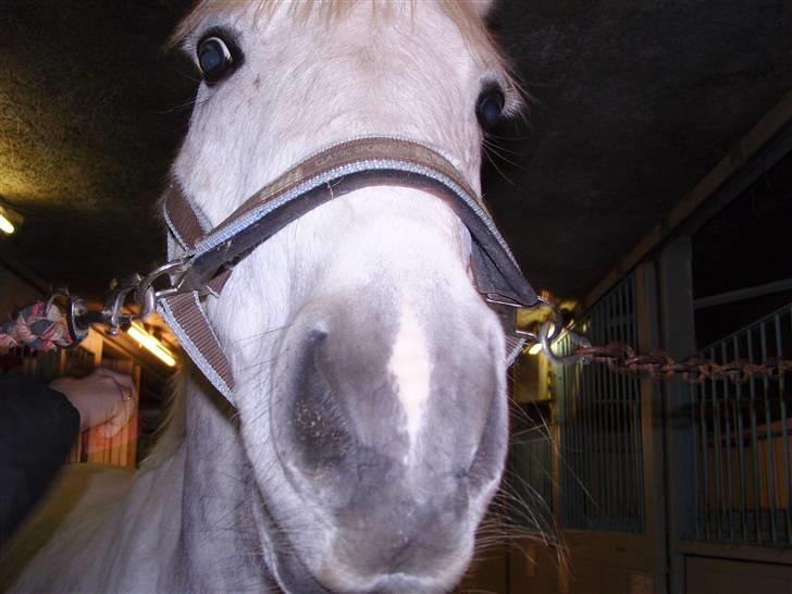 Tysk Sportspony Baloo **SOLGT** - hvad er det for en dingenot hun står med den siger tiketik billede 7