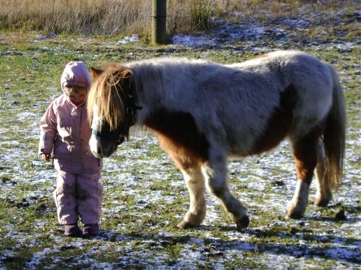 Miniature Indi - Frida på folden ved Indi billede 12