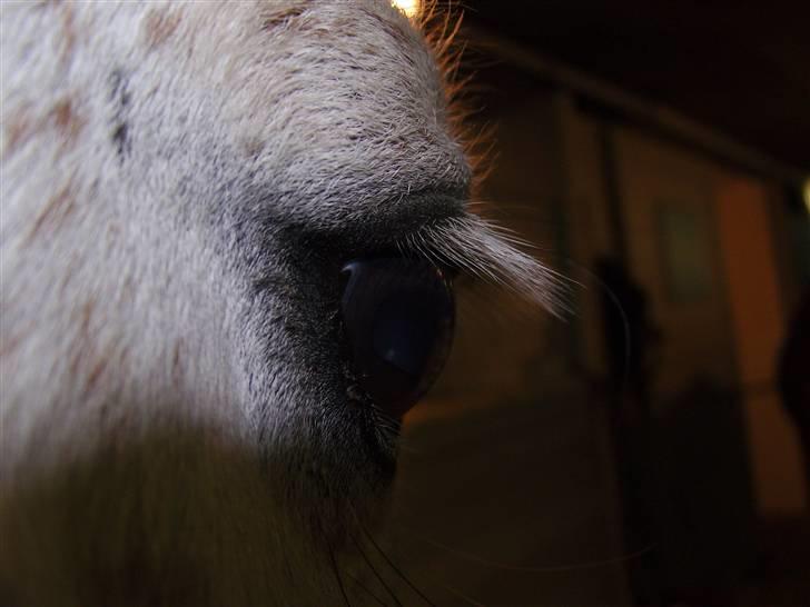 Tysk Sportspony Baloo **SOLGT** - Baloo´s meget udtryksfulde øje  billede 8