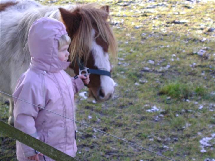 Miniature Indi - Frida og Indi igen billede 13