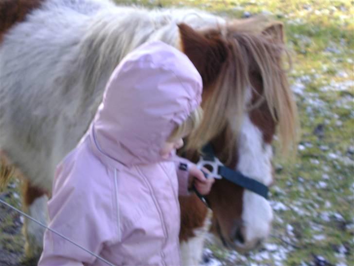 Miniature Indi - Ja de to igen billede 14