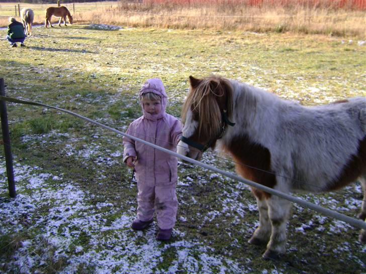 Miniature Indi billede 16