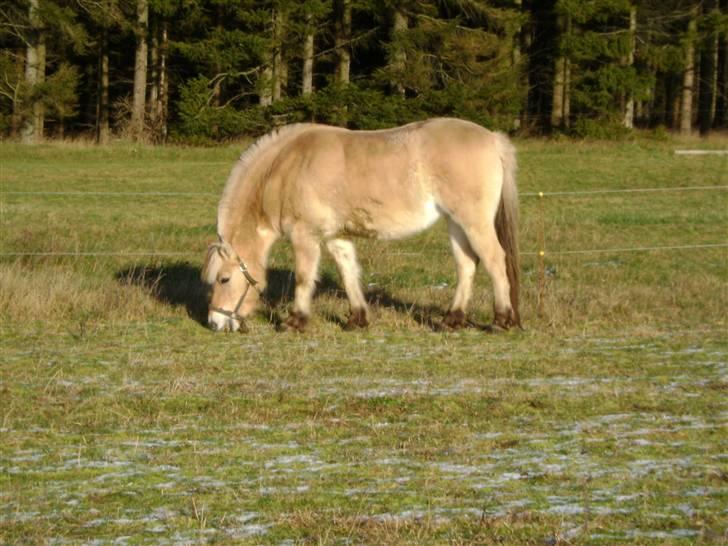 Fjordhest Fila billede 19