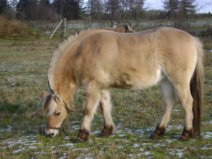 Fjordhest Fila billede 20