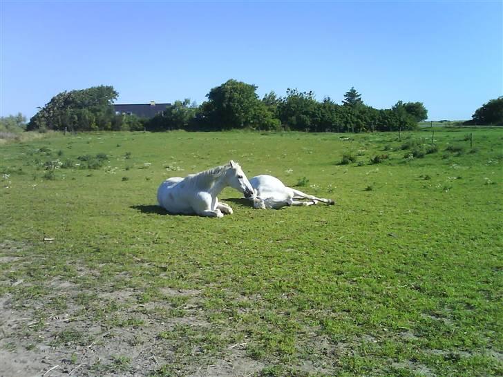 Anden særlig race Frederik - Frede og Min veninde´s afdøde hest, på marken billede 1