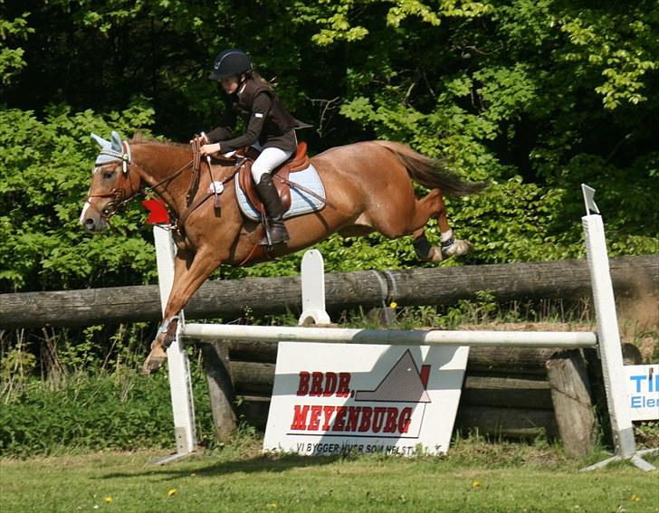 Anden særlig race Sweet Cherry [B-Pony] Aflivet - Aabenraa derby finale 5.plads . billede 13