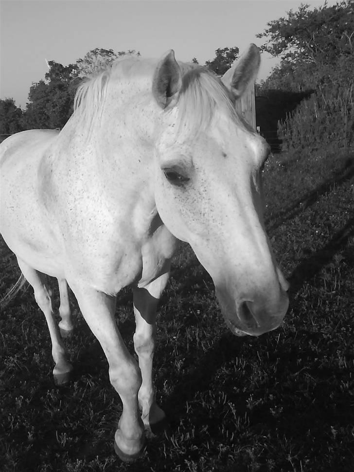 Anden særlig race Frederik - Smukke, smukke frede! billede 3