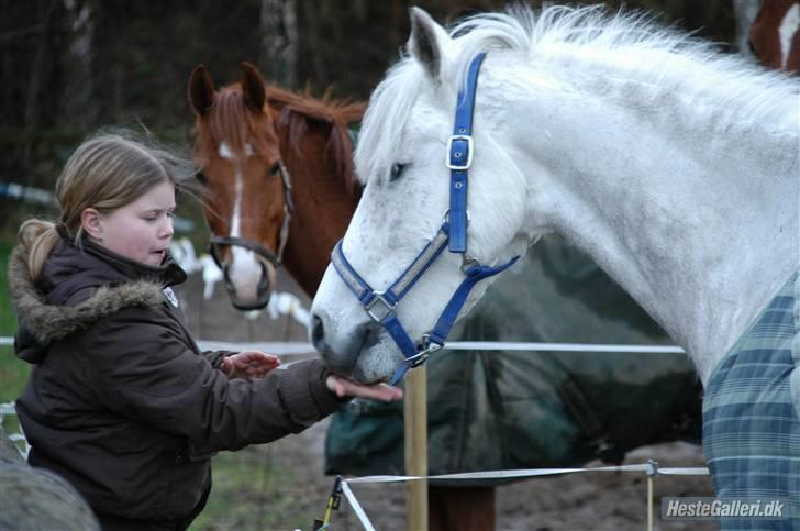 Tysk Sportspony Baloo **SOLGT** - Hej og velkommen til fam. Hvam West. Baloo er ankommet dagen før billede 9