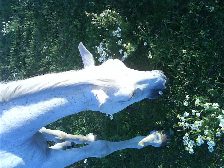 Anden særlig race Frederik - Smukke Frede, da det var sommer! billede 4