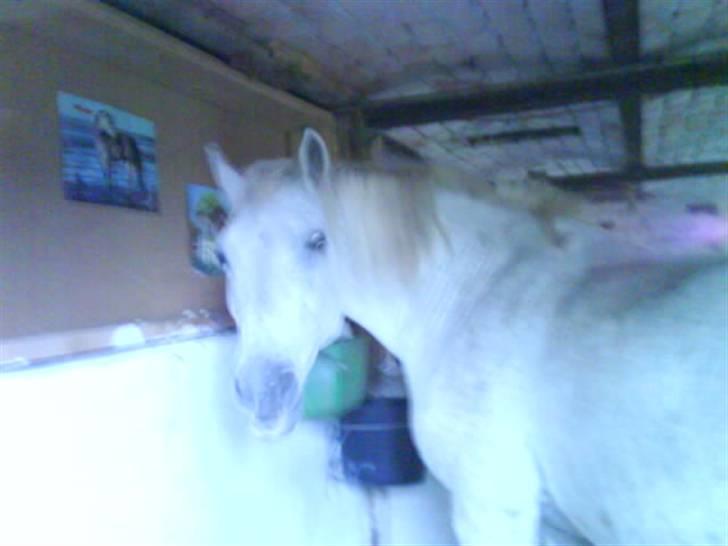 Anden særlig race Frederik - Frede i boksen :) billede 5