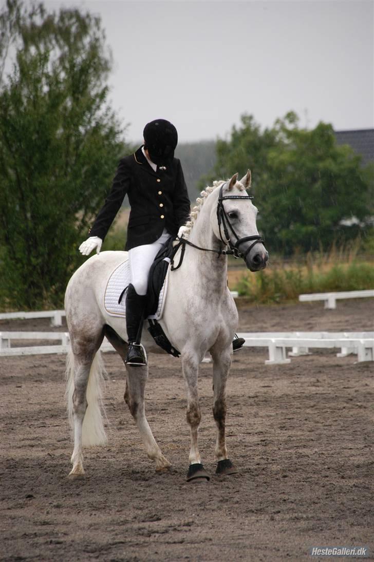 Tysk Sportspony Baloo **SOLGT** - Stævne på MMR med min søster, i øs pjaskende regnvejr, han blev så våd...øv billede 10