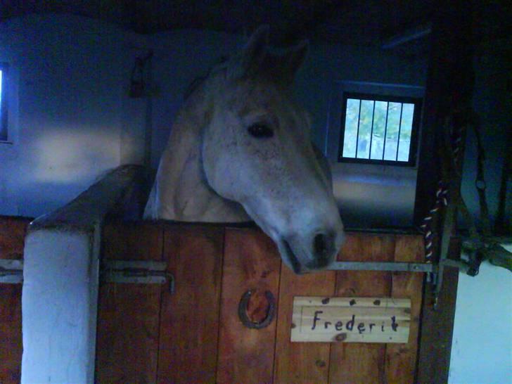 Anden særlig race Frederik - Frede i boksen:) billede 6