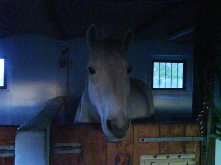 Anden særlig race Frederik - Frede i boksen :) billede 7