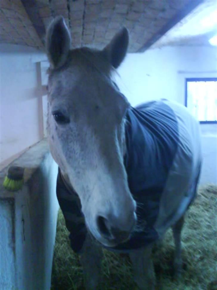 Anden særlig race Frederik - Frede i boksen :D billede 8