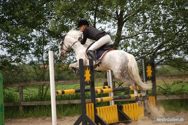 Tysk Sportspony Baloo **SOLGT** - Et super flot billede, min søster springer en LB på Baloo billede 11