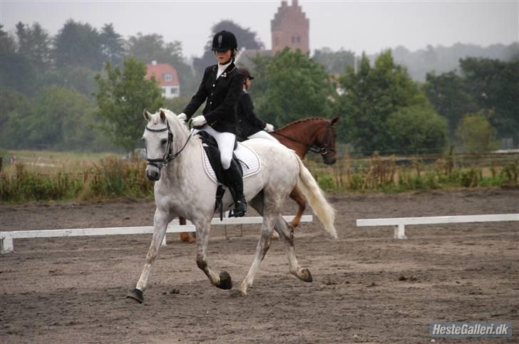 Tysk Sportspony Baloo **SOLGT** - Stævne på MMR i regnvejr billede 12