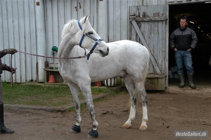Tysk Sportspony Baloo **SOLGT** - Baloo´s første dag, han er lidt tynd. Det er han heldigvis ikke længere. Men langbenet er han da... billede 13