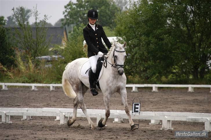 Tysk Sportspony Baloo **SOLGT** - MMR igen. billede 14