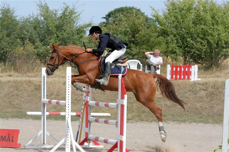 Hollandsk Varmblod Karola  - Mb på karola ;b billede 13