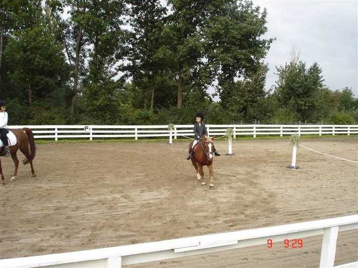 Anden særlig race Jack *AFLIVET SAVNER DIG* billede 14