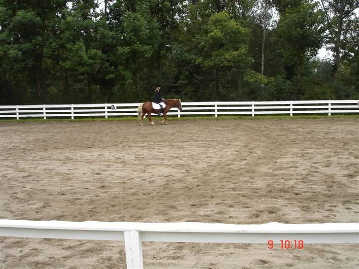 Anden særlig race Jack *AFLIVET SAVNER DIG* billede 15