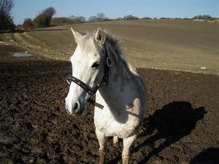 Anden særlig race Bambi - Besidte Bambi :P billede 12
