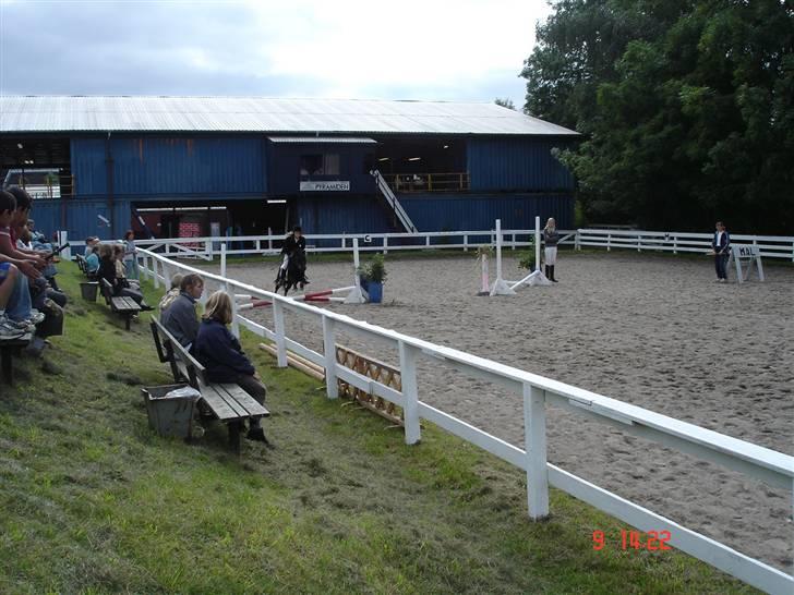 Shetlænder Prins billede 10