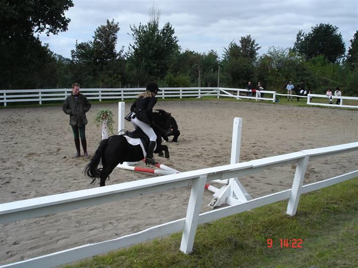 Shetlænder Prins billede 11