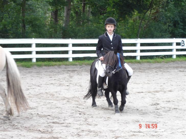 Shetlænder Prins billede 12