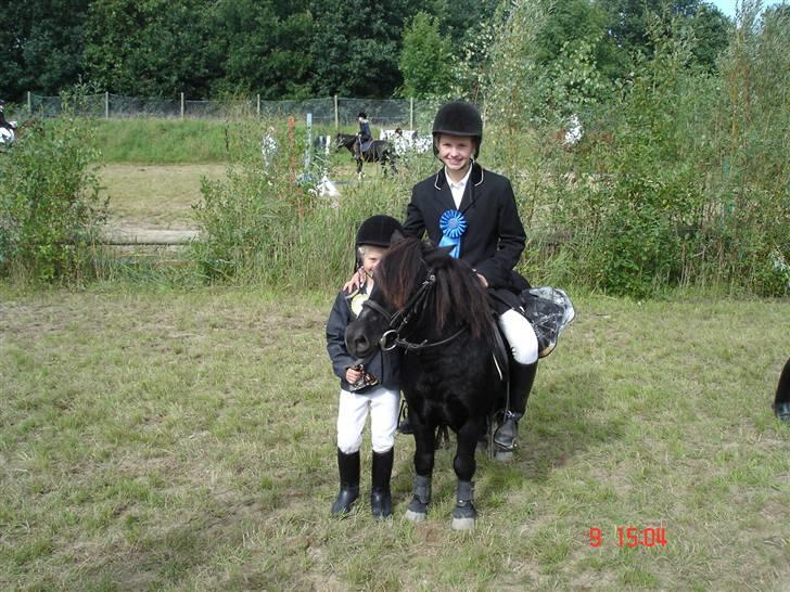 Shetlænder Prins billede 13