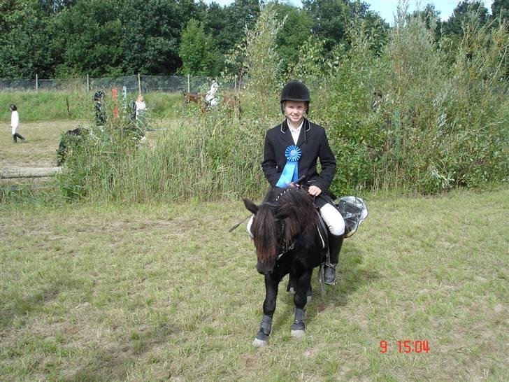 Shetlænder Prins billede 14