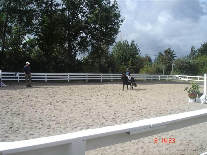 Shetlænder Prins billede 16