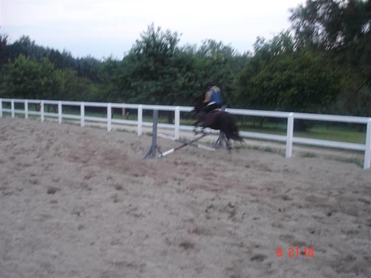 Shetlænder Prins billede 17