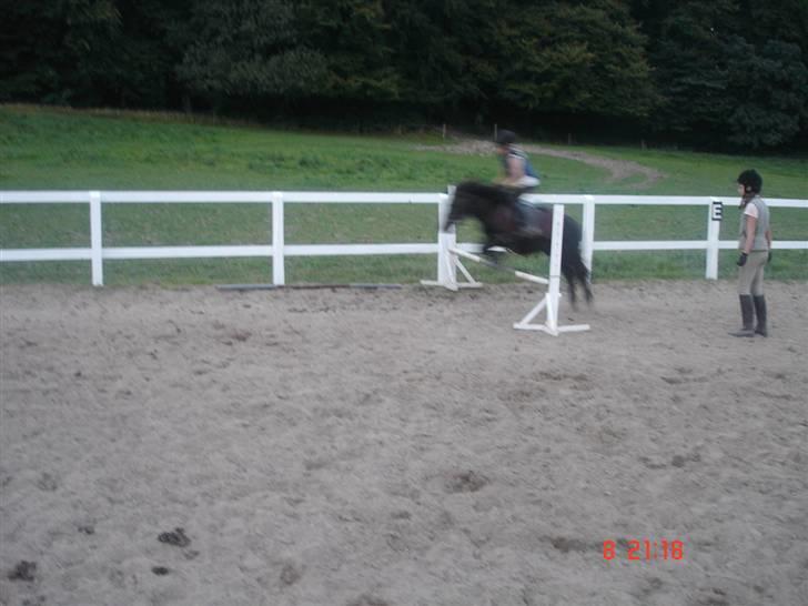 Shetlænder Prins billede 18