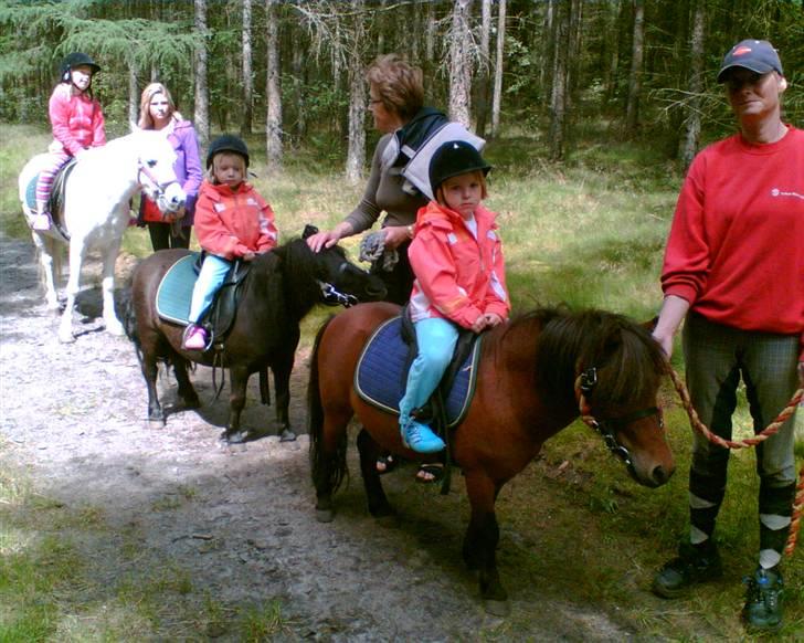 Falabella Duncan (solgt) - Duncan ude at gå med turister i skoven billede 17