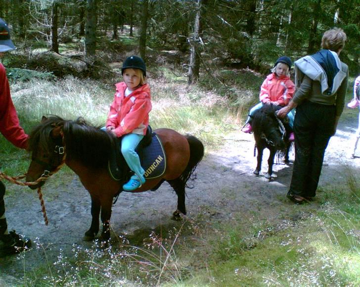Falabella Duncan (solgt) - Duncan ude at gå med turister i Gjern Bakker, der er lige en flue der driller billede 18