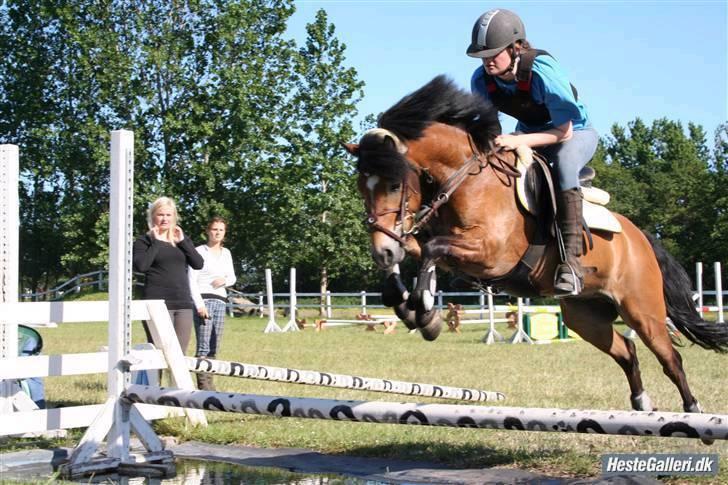 Anden særlig race Robin - * solgt * ! <3 d: - rytter : Katrine olsen  billede 1